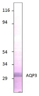WB analysis of Aquaporin 3 recombinant protein using GTX47922 Aquaporin 3 antibody. Dilution : 1:500