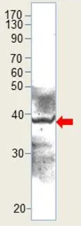 WB analysis of mouse duodenum tissue extracts using GTX47929 Aquaporin 10 antibody. Dilution : 1:500