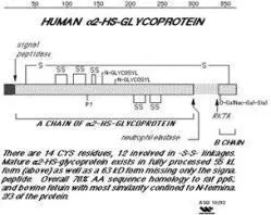 Fetuin A antibody Fetuin A antibody