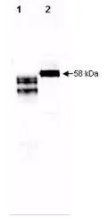 Western blot of Fetuin. Anti-Human Fetuin antibody, generated by immunization with mature protein, was tested by western blot against fetuin in purified preparations and in human plasma. Lane 1 contains 250 microg of purified human fetuin. Lane 2 contains 5 microl of a 1:50 dilution of human serum. Dilution of Anti-Human Fetuin antibody between 1:10,000 and 1:20,000 showed strong reactivity by western blot. In this blot the antibody was used at a 1:10,000 dilution incubated 1 h at room temperature in 1% BSA in TBST. Detection occurred using a 1:5,000 dilution of IRDye800 conjugated Donkey anti-Goat IgG
