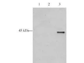 Western blot analysis is shown using GeneTexs Affinity Purified anti-p28 ING5 antibody to detect over expressed Human ING5 present in HeLa cell nuclear extracts. This western blot shows reactivity with purified recombinant TAP tagged human ING5 protein (lane 3) and does not recognize TAP tagged ING4 on the same membrane (lane 2). A mock purification is shown in lane 1. Comparison to a molecular weight marker (not shown) indicates a single band of ~45.0 kDa corresponding to the expected molecular weight for the recombinant protein. The blot was incubated with a 1:500 dilution of the antibody at room temperature followed by detection using chemiluminescence reagent with a 5-min exposure time. Other detection systems will yield similar results.