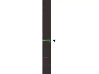 WB analysis of recombinant human ING5 protein using GTX48484 ING5 antibody. Loading : 10 microg Dilution : 1:1500