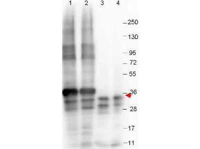 WB analysis of various samples using GTX48497 GDF15 antibody [23G10.F8]. Lane 1 : SUMO-tagged NAG-1 H variant Lane 2 : SUMO-tagged NAG-1 D variant Lane 3 : NAG-1 H variant Lane 4 : NAG-1 D variant Dilution : 1:1000