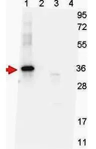 Western blot shows detection of recombinant NAG-1 protein present in Pichia pastoris whole cell lysates: lane 1 - yeast cell lysate expressing NAG-1 H variant with SUMO expression tag at 36 kDa; lane 2 - yeast cell lysate expressing NAG-1 D variant with SUMO expression tag at 36 kDa; lane 3 - yeast cell lysate expressing NAG-1 H variant; and lane 4 - yeast cell lysate expressing NAG-1 D variant. All lysates were run under reducing conditions. Primary antibody was used at a 1:1,000 dilution in TBS containing 1% BSA and 0.2% Tween, and reacted overnight at 4oC. For detection, a 1:40,000 dilution of peroxidase conjugated Goat-anti-Mouse IgG secondary antibody for 30 min at room temperature. Molecular weight estimation was made by comparison to prestained MW markers. Western blot shows detection of recombinant NAG-1 protein present in Pichia pastoris whole cell lysates: lane 1 - yeast cell lysate expressing NAG-1 H variant with SUMO expression tag at 36 kDa; lane 2 - yeast cell lysate expressing NAG-1 D variant with SUMO expression tag at 36 kDa; lane 3 - yeast cell lysate expressing NAG-1 H variant; and lane 4 - yeast cell lysate expressing NAG-1 D variant. All lysates were run under reducing conditions. Primary antibody was used at a 1:1,000 dilution in TBS containing 1% BSA and 0.2% Tween, and reacted overnight at 4oC. For detection, a 1:40,000 dilution of peroxidase conjugated Goat-anti-Mouse IgG secondary antibody for 30 min at room temperature. Molecular weight estimation was made by comparison to prestained MW markers.