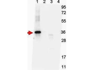 WB analysis of various samples using GTX48499 GDF15 (H Variant) antibody [7C12.B3.F2]. Lane 1 : SUMO-tagged NAG-1 H variant Lane 2 : SUMO-tagged NAG-1 D variant Lane 3 : NAG-1 H variant Lane 4 : NAG-1 D variant Dilution : 1:1000