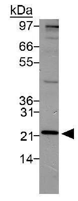 WB analysis of HeLa cell lysate using GTX48519 PSMD10 antibody.