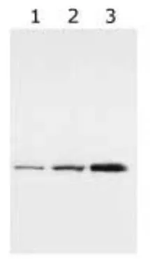 WB analysis of multiple samples using GTX48540 14-3-3 gamma antibody [HS23]. <br>Lane 1: HeLa cell lysate<br>Lanes 2 and 3: bengamide treated HeLa cell lysates (8h and 24h, respectively)