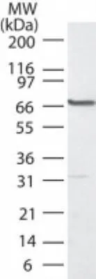 WB analysis of HCT-116 cell lysate using GTX48549 PLK1 antibody. Dilution : 1:2000 WB analysis of HCT-116 cell lysate using GTX48549 PLK1 antibody. Dilution : 1:2000