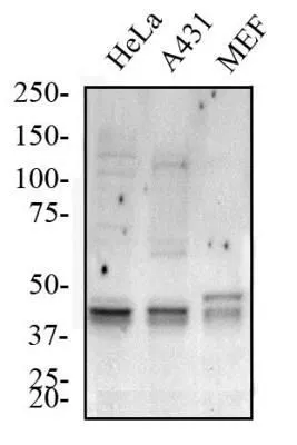 WB analysis of HeLa, A431, and MEF cell lysate using GTX48583 ATG5 antibody. Dilution : 2 microg/ml