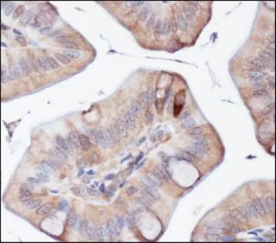 IHC-P analysis of mouse intestine tissue using GTX48583 ATG5 antibody.