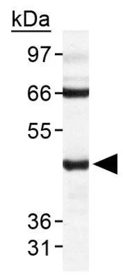 WB analysis of HeLa cell lysate using GTX48590 TDP43 antibody.