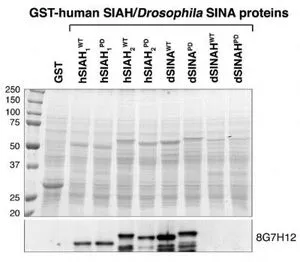 WB analysis of drosophila and human SIAH1/2 recombinant protein using GTX48599 SIAH1/2 antibody [8G7H12].