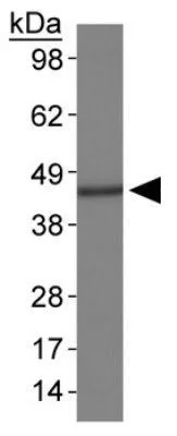 WB analysis of HepG2 cell lysate using GTX48600 MAT1A + MAT2A antibody.