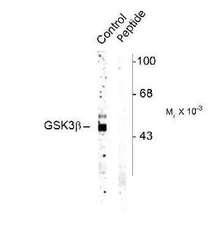 WB analysis of rat cortex tissue lysate using GTX48612 GSK3 beta (phospho Ser9) antibody. Control : without phospho-peptide Peptide : with phospho-peptide