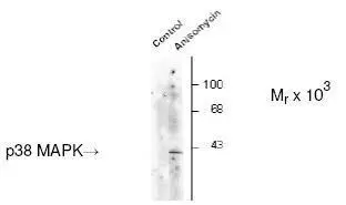 Western Blot: 38MAPK Phosphospecific Antibody [GTX48614] - Western blot of C-6 glioma cell lysates that had been incubated in the absence (Control) or presence of anisomycin showing specific immunolabeling of the ~39k p38 MAPK protein phosphorylated at Thr180 and Tyr182.