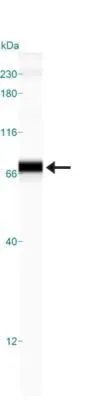 WB analysis of HeLa cell lysate using GTX48633 Grp78 antibody.