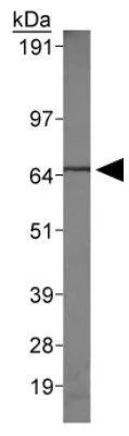 WB analysis of HeLa cell lysate using GTX48633 Grp78 antibody.