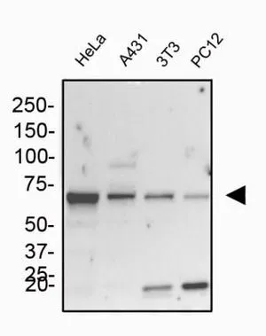 WB analysis of HeLa, A431, NIH-3T3, PC12 cell lysate using GTX48633 Grp78 antibody. Dilution : 1 microg/ml