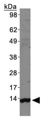 WB analysis of human brain tissue lysate using GTX48634 LC3A antibody.