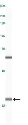 WB analysis of Neuro2a cell lysate using GTX48634 LC3A antibody.