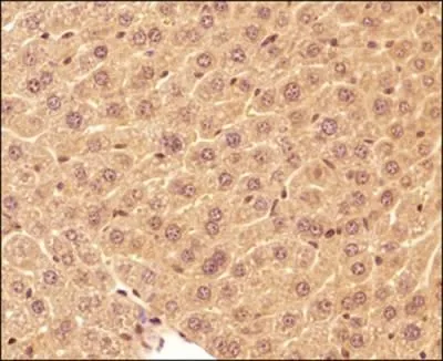 IHC-P analysis of mouse liver tissue using GTX48634 LC3A antibody. Dilution : 1:300