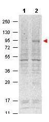 Western blot using GeneTexs Protein A purified Mouse Monoclonal anti-Stat5 pY694 antibody shows detection of phosphorylated Stat5 (indicated by arrowhead at ~91 kDa) in NK92 cells after 30 min treatment with 1Ku of IL-2 (lane 2). No reactivity is seen for non-phosphorylated Stat5 in untreated cells (lane 1). The membrane was probed with the primary antibody at a 1:1,000 dilution, overnight at 4o C. For detection DyLight800 conjugated Goat anti Mouse IgG was used at a 1:20,000 dilution for 30 min at room temperature.