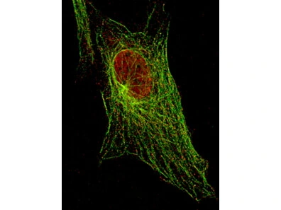 ICC/IF analysis of NIH-3T3 cells using GTX48648 STAT5A (phospho Tyr694) antibody [5F6.F1]. Red : Primary antibody Green : Tubulin Dilution : 1:500