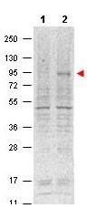 WB analysis of IL-2 treated (lane 2) and untreated (lane 1) NK92 whole cell lysate using GTX48648 STAT5A (phospho Tyr694) antibody [5F6.F1]. Dilution : 1:1000