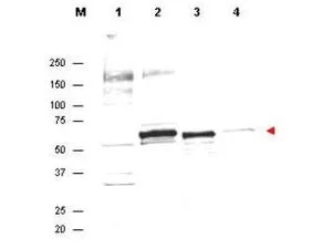 Anti-AKT Antibody in western blot showing detection of endogenous protein in whole cell extracts from H2O2 treated MCF7 cells (lane 2). Recombinant AKT is detected in lane 3. Lanes 1 and 4 contain wcl from HeLa and A431 cells, respectively. Specific band staining is completely blocked when antibody is pre-incubated with the immunizing peptide (data not shown). The band at ~55-60 kDa, indicated by the arrowhead, corresponds to the expected molecular weight of AKT. AKT antibody was diluted 1:300 in 1% BLOTTO and reacted with the membrane overnight at 4o C. IRDYE800 conjugated Dnky-anti-Sheep IgG was used at a 1:10,000 dilution for 45 min at room temperature.