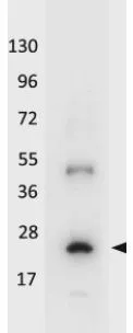 Western blot using GeneTex's HRP conjugated anti-Human IL-32A antibody shows detection of a band ~19 kDa in size corresponding to recombinant human IL-32A.