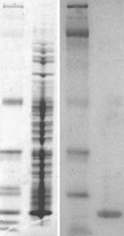 Zf anti?Id1 is specific. (Left) CBB?stained SDS PAGE. (Right) Duplicate western blot Lane 1: Standards Lane 2: 1ml Id1 in?vitro TNT