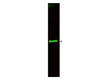 WB analysis of bovine thyroid whole cell lysate using GTX48660 SLIT3 antibody. Loading : 35 microg Dilution : 1:800