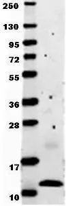 Western Blot of Anti-human MCP-1 antibody shows detection of recombinant human MCP-1 raised in E.coli. Recombinant (0.1 microg, 8.6 kDa) protein was loaded onto and resolved by SDS-PAGE, then transferred to nitrocellulose. The membrane was blocked with 1% BSA in TBST for 30 min at RT, followed by incubation with GeneTexs Anti-Human MCP-1 antibody. After washing, membrane was probed with secondary antibody Dylight 649 Conjugated Anti-Rabbit IgG (H&L) (Goat) Antibody diluted 1:20,000 in blocking buffer) for 30 min. at RT. Data was collected using Bio-Rad VersaDocR 4000 MP imaging system. Western Blot of Anti-human MCP-1 antibody shows detection of recombinant human MCP-1 raised in E.coli. Recombinant (0.1 microg, 8.6 kDa) protein was loaded onto and resolved by SDS-PAGE, then transferred to nitrocellulose. The membrane was blocked with 1% BSA in TBST for 30 min at RT, followed by incubation with GeneTexs Anti-Human MCP-1 antibody. After washing, membrane was probed with secondary antibody Dylight 649 Conjugated Anti-Rabbit IgG (H&L) (Goat) Antibody diluted 1:20,000 in blocking buffer) for 30 min. at RT. Data was collected using Bio-Rad VersaDocR 4000 MP imaging system.