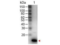 Western Blot of Rabbit anti-IL-9 Antibody (HRP).Load: 50 ng Human IL-9 per lane. IL-9 Antibody (HRP) at 1:1,000 for 30 min at RT. Blocking for 30 min at RT. Predicted/Observed size: 14 kDa Western Blot of Rabbit anti-IL-9 Antibody (HRP).Load: 50 ng Human IL-9 per lane. IL-9 Antibody (HRP) at 1:1,000 for 30 min at RT. Blocking for 30 min at RT. Predicted/Observed size: 14 kDa