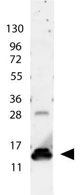 GeneTexs anti-Human IL-9 antibody shows detection of a band ~15 kDa in size corresponding to recombinant human IL-9. The identity of the faint higher molecular weight band may represent a homodimer. Molecular weight markers are also shown (left). After transfer, the membrane was blocked overnight with 3% BSA in TBS followed by reaction with primary antibody at a 1:1,000 dilution. Detection occurred using peroxidase conjugated anti-Rabbit IgG secondary antibody diluted 1:40,000 in blocking buffer) for 30 min at RT followed by reaction with FemtoMax chemiluminescent substrate. Image was captured using VersaDoc MP 4000 imaging system (Bio-Rad). GeneTexs anti-Human IL-9 antibody shows detection of a band ~15 kDa in size corresponding to recombinant human IL-9. The identity of the faint higher molecular weight band may represent a homodimer. Molecular weight markers are also shown (left). After transfer, the membrane was blocked overnight with 3% BSA in TBS followed by reaction with primary antibody at a 1:1,000 dilution. Detection occurred using peroxidase conjugated anti-Rabbit IgG secondary antibody diluted 1:40,000 in blocking buffer) for 30 min at RT followed by reaction with FemtoMax chemiluminescent substrate. Image was captured using VersaDoc MP 4000 imaging system (Bio-Rad).