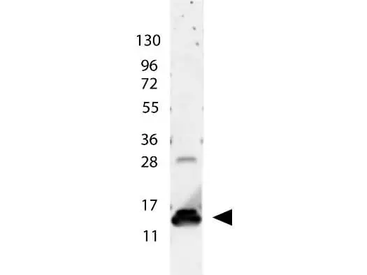 WB analysis of human IL9 protein using GTX48672 IL9 antibody. Dilution : 1:1000