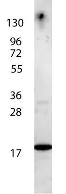 Anti-Human IL-7 antibody shows detection of a band 17 kDa in size corresponding to recombinant human IL-7. The identity of the faint higher molecular weight band may represent a homodimer.