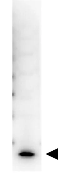 WB analysis of recombinant human IL7 protein using GTX48673 IL7 antibody (Biotin). Loading : 50 ng Dilution : 1:1000