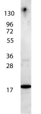 Anti-Human IL-7 antibody shows detection of a band ~17 kDa in size corresponding to recombinant human IL-7. The identity of the faint higher molecular weight band may represent a homodimer.