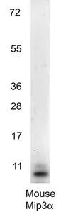 Western blot using GeneTexs anti-Mouse MIP3a antibody shows detection of a band ~11 kDa in size corresponding to recombinant mouse MIP3a. Recombinant mouse MIP-3a was loaded on to an SDS-PAGE gel at 0.25 microg and after separation was transferred to nitrocellulose. The membrane was blocked with 1% BSA in TBST for 30 min at RT, followed by incubation with primary antibody diluted 1:1,000 in 1% BSA in TBST overnight at 4oC. After washes, the blot was reacted with secondary antibody HRP Goat anti-Rabbit IgG antibody diluted 1:40,000 in blocking buffer) for 30 min at RT followed by reation with FemtoMax Chemiluminescent substrate. Data was collected using Bio-Rad VersaDocR 4000 MP imaging system. Western blot using GeneTexs anti-Mouse MIP3a antibody shows detection of a band ~11 kDa in size corresponding to recombinant mouse MIP3a. Recombinant mouse MIP-3a was loaded on to an SDS-PAGE gel at 0.25 microg and after separation was transferred to nitrocellulose. The membrane was blocked with 1% BSA in TBST for 30 min at RT, followed by incubation with primary antibody diluted 1:1,000 in 1% BSA in TBST overnight at 4oC. After washes, the blot was reacted with secondary antibody HRP Goat anti-Rabbit IgG antibody diluted 1:40,000 in blocking buffer) for 30 min at RT followed by reation with FemtoMax Chemiluminescent substrate. Data was collected using Bio-Rad VersaDocR 4000 MP imaging system.