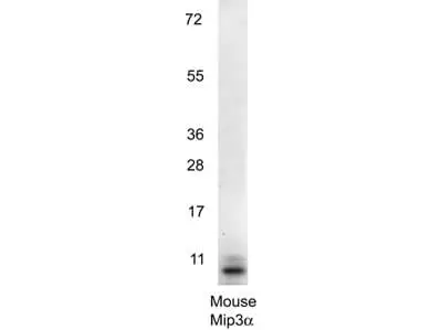 WB analysis of recombinant mouse MIP3 alpha protein using GTX48690 MIP3 alpha antibody. Loading : 0.25 microg Dilution : 1:1000