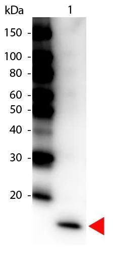 Western Blot of Peroxidase conjugated Rabbit anti-IL-17F Antibody (HRP). Load: 50 ng Human IL-17F per lane. Predicted/Observed size: 16kDa for Human IL-17F.