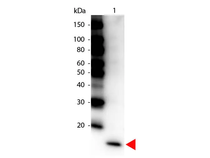 WB analysis of recombinant human IL17F protein using GTX48694 IL17F antibody (HRP). Loading : 50 ng Dilution : 1:1000