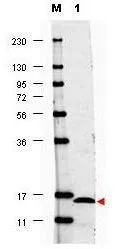 Western blot using GeneTexs anti-Human IL17F antibody shows detection of a band ~15 kDa in size corresponding to recombinant human IL17F (lane 1). Molecular weight markers are also shown (M). After transfer, the membrane was blocked overnight with 3% BSA in TBS followed by reaction with primary antibody at a 1:1,000 dilution. Detection occurred using DyLight 649 conjugated anti-Rabbit IgG secondary antibody diluted 1:20,000 in blocking buffer). Image was captured using VersaDoc MP 4000 imaging system (Bio-Rad). Western blot using GeneTexs anti-Human IL17F antibody shows detection of a band ~15 kDa in size corresponding to recombinant human IL17F (lane 1). Molecular weight markers are also shown (M). After transfer, the membrane was blocked overnight with 3% BSA in TBS followed by reaction with primary antibody at a 1:1,000 dilution. Detection occurred using DyLight 649 conjugated anti-Rabbit IgG secondary antibody diluted 1:20,000 in blocking buffer). Image was captured using VersaDoc MP 4000 imaging system (Bio-Rad).