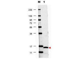 WB analysis of recombinant human IL17F protein using GTX48695 IL17F antibody. Dilution : 1:1000