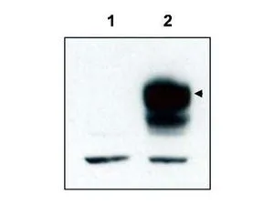 Western blot using GeneTexs affinity purified anti-TrkCT1 to detect over-expressed TrkCT1 in HEK293 cells (Lane 2, arrowhead). Lane 1 is a non-transfected control. Cell extracts were resolved by electrophoresis and transferred to nitrocellulose. The membrane was probed with the primary antibody at a 1:3,000 dilution.
