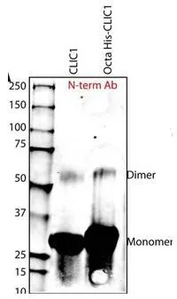 WB analysis of human CLIC1 recombinant protein using GTX48722 CLIC1 antibody at 1:200.