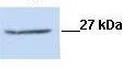 WB analysis of mouse renal epithelial cells using GTX48722 CLIC1 antibody at 1:500.