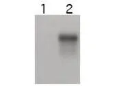 Western blot using GeneTex's affinity purified anti-Cyclin E2 antibody shows specific detection of Cyclin E2.