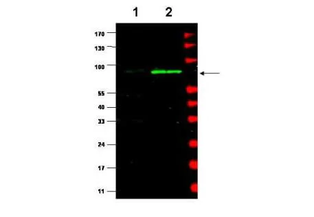 WB analysis of various samples using GTX48728 MDM2 antibody. Lane 1 : 293T whole cell lysate Lane 2 : MEF whole cell lysate Loading : 35 microg Dilution : 1:500